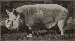 Middle White boar, circa 1900, from Types and breeds of farm animals, page 542 (cropped).jpg