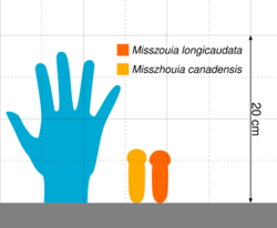 Misszhouia size comparison.svg