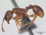 Myrmica lonae casent0172752 profile 1.jpg