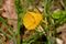 Narcissus bulbocodium web.jpg