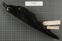 Naturalis Biodiversity Center - RMNH.AVES.9112 1 - Corvus enca pusillus Tweeddale, 1878 - Corvidae - bird skin specimen.jpeg
