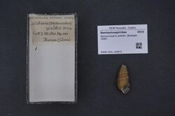 Naturalis Biodiversity Center - RMNH.MOL.169872 - Semisulcospira gredleri (Boettger, 1886) - Semisulcospiridae - Mollusc shell.jpeg