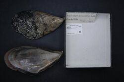 Naturalis Biodiversity Center - RMNH.MOL.317315 - Mytilus coruscus Gould, 1861 - Mytilidae - Mollusc shell.jpeg