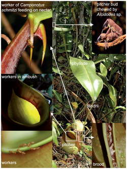 Nepenthes bicalcarata and Camponotus schmitzi.png
