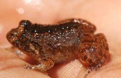 Nyctibatrachus kempholeyensis frog.JPG
