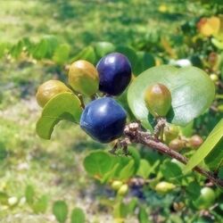 Oleta River State Park - Chrysobalanus icaco - Cocoplum fruit 01.jpg