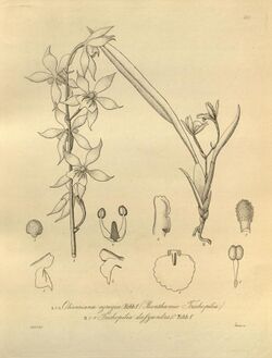 Oliveriana egregia - Cischweinfia dasyandra (as Trichopilia dasyandra)- Xenia 3 pl 230.jpg