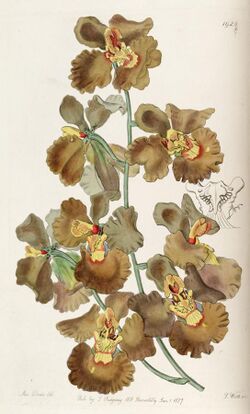 Oncidium crispum - Edwards vol 23 pl 1920 (1837).jpg