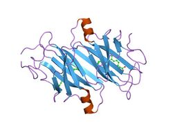 PDB 1tyr EBI.jpg