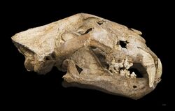 European lion skull