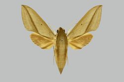 Pantophaea oneili, female, upperside. Zimbabwe, Rhodesia, Nyanyadzi.jpg