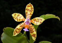 Phalaenopsis fasciata Orchi 004.jpg