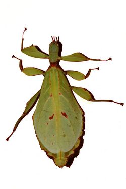 Phyllium bilobatum - female.JPG