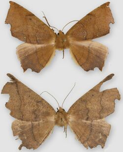 Phyllodonta alajuela male (top) female (bottom).jpg