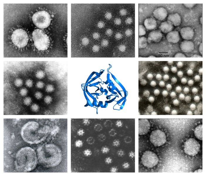 File:Pisoniviricetes-collage.png