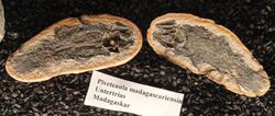 Piveteauia madagascariensis - Naturmuseum Senckenberg - DSC02203.JPG