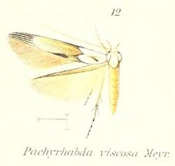 Pl.1-12-Pachyrhabda viscosa Meyrick, 1913.jpg