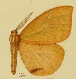 Pl.38-24-Heteronygmia strigitorna Hampson, 1910.JPG