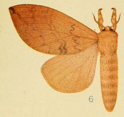 Pl.4-6-Brachychira ferruginea Aurivillius, 1905.jpg