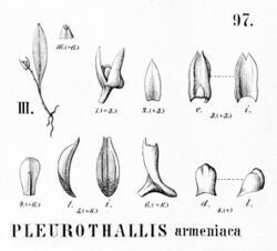 Pleurothallis armeniaca - cutout from Flora Brasiliensis 3-4-97 fig III.jpg