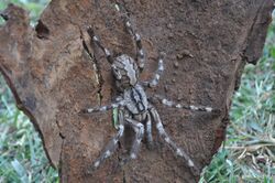 Poecilotheria rajaei.JPG