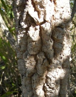 Pogonolobus reticulatus bark.jpg