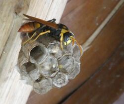 Polistes tepidus 34023705.jpg