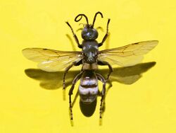 Pompilidae - Tea thoracica.JPG