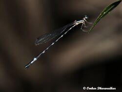 Protosticta sanguinostigma by Omkar Dharwadkar.jpg