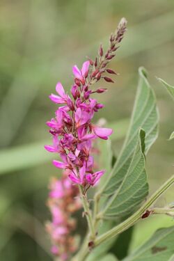 Pseudarthia hookeri (Fabaceae) (4756732617).jpg