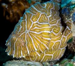 Psychedelic frogfish 08Am2b.jpg