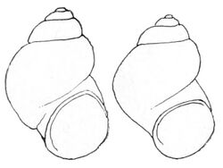 Pyrgulopsis deserta shell.jpg