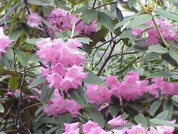 Rhododendron adenogynum0.jpg