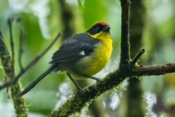 Rufous-naped Brush-Finch - South Ecuador S4E1959 (22764735833).jpg