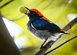 Scarlet-backed flowerpecker.jpg