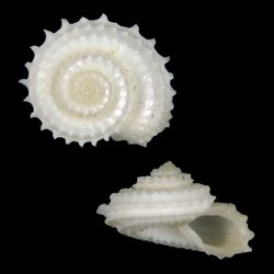Seashell Calliotropis sagarinoi.jpg