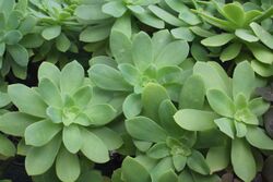 Sedum palmeri rosette leaves.JPG