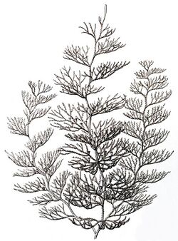 Sertularia argentea, Haeckel.jpg