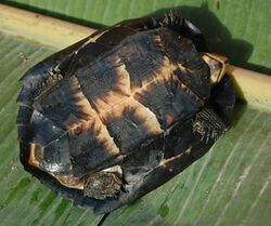 An adult black marsh turtle upside down on a banana leaf and showing its lower shell