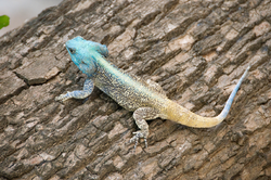 Southern Tree Agama 2348840851 rotated.png