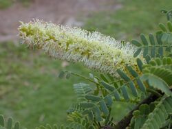 Starr 010206-0227 Prosopis pallida.jpg