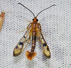 Synanthedon acerni – Maple Callus Borer Moth (14697824716).jpg