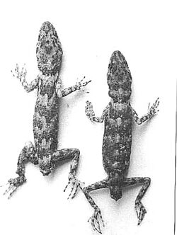 Tenuidactylus baturensis.jpg