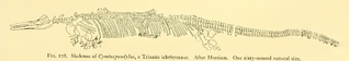 Drawing of an ichthyosaur skeleton on white background