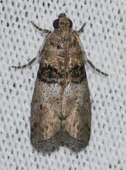 Tlascala reductella – Tlascala Moth (14629298542).jpg