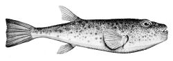 Torquigener tuberculiferus.jpg