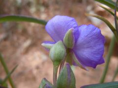 Tradescantia occidentalis (6253794591).jpg