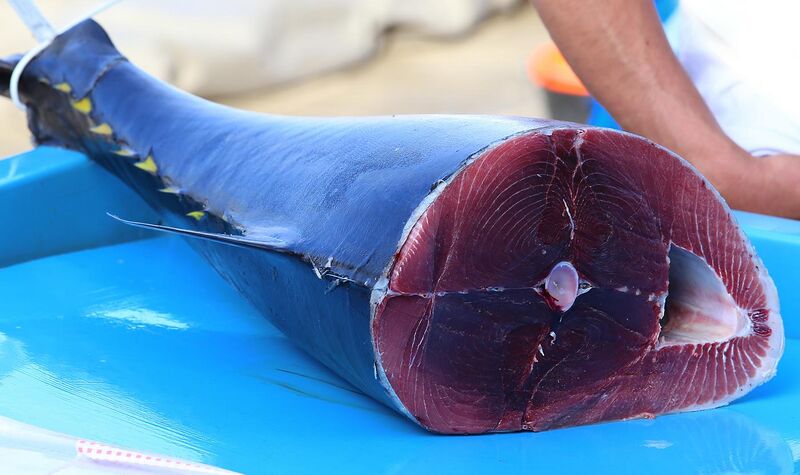 File:Tuna on Marseille fish market.jpg
