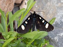 Two-spotted Forester (owlet moth) 2018-07-24 08-34-15 (42726482195).jpg