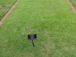 Closely mowed turf in a research garden